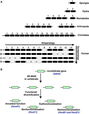 Diversification and Functional Evolution of HOX Proteins